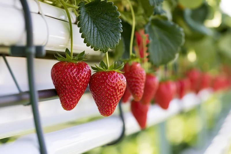 Ripe red strawberries hanging from white hydroponic gutters in a greenhouse