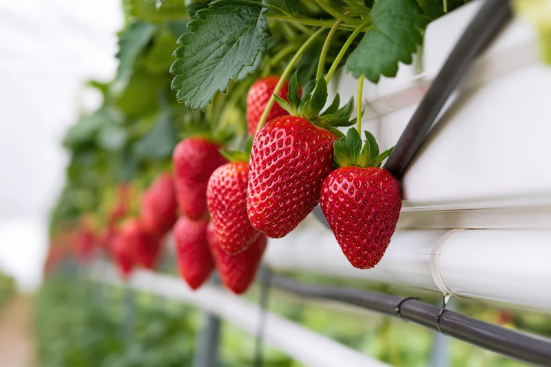Ripe red strawberries growing on white hydroponic gutters in a greenhouse