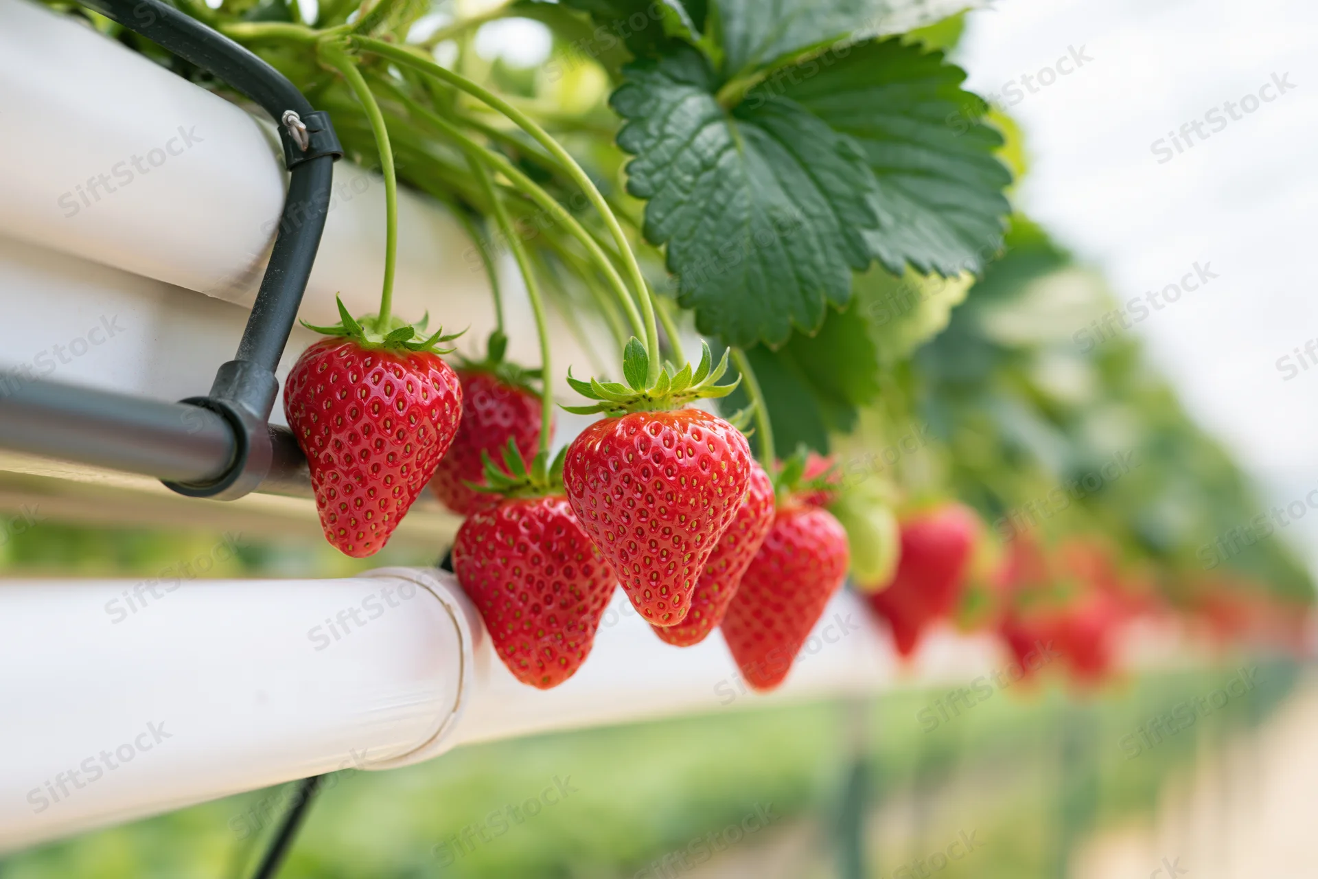 Ripe red strawberries hanging from white hydroponic gutters in a greenhouse farm