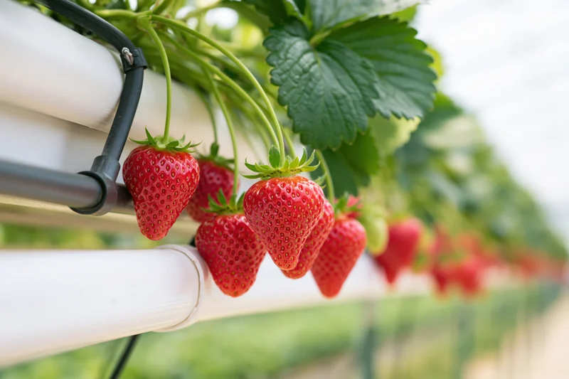 Ripe red strawberries hanging from white hydroponic gutters in a greenhouse farm