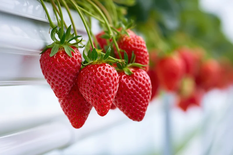 Ripe red strawberries hanging in clusters from a hydroponic greenhouse plant
