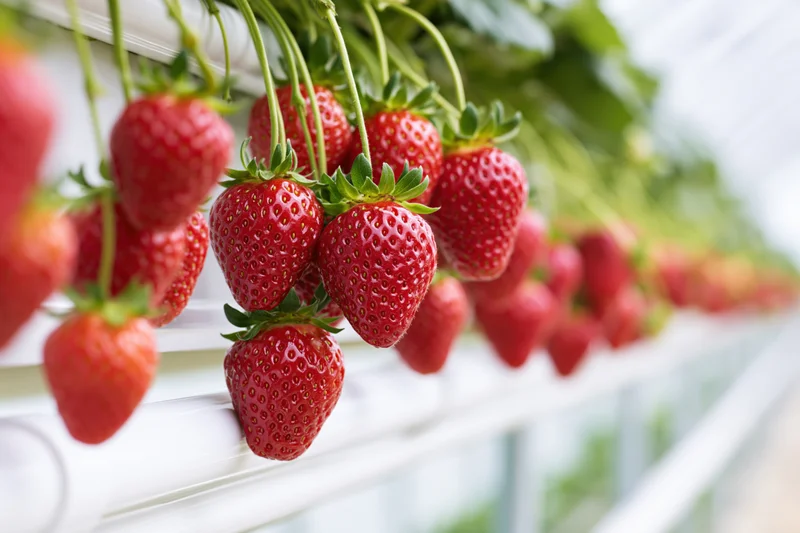 Ripe red strawberries hanging in clusters from a hydroponic greenhouse system