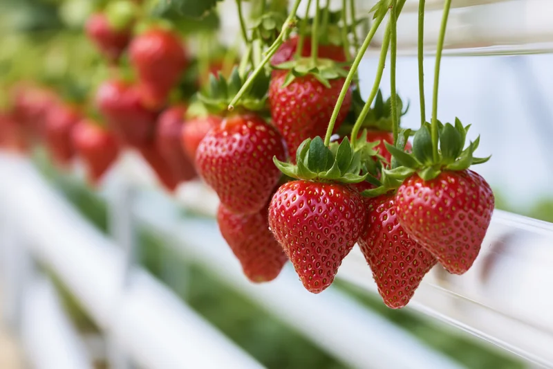 Ripe red strawberries hanging in clusters from a hydroponic growing system in a greenhouse