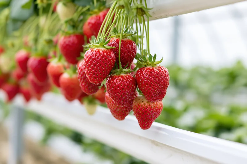 Ripe red strawberries hanging in clusters from elevated white frame in greenhouse