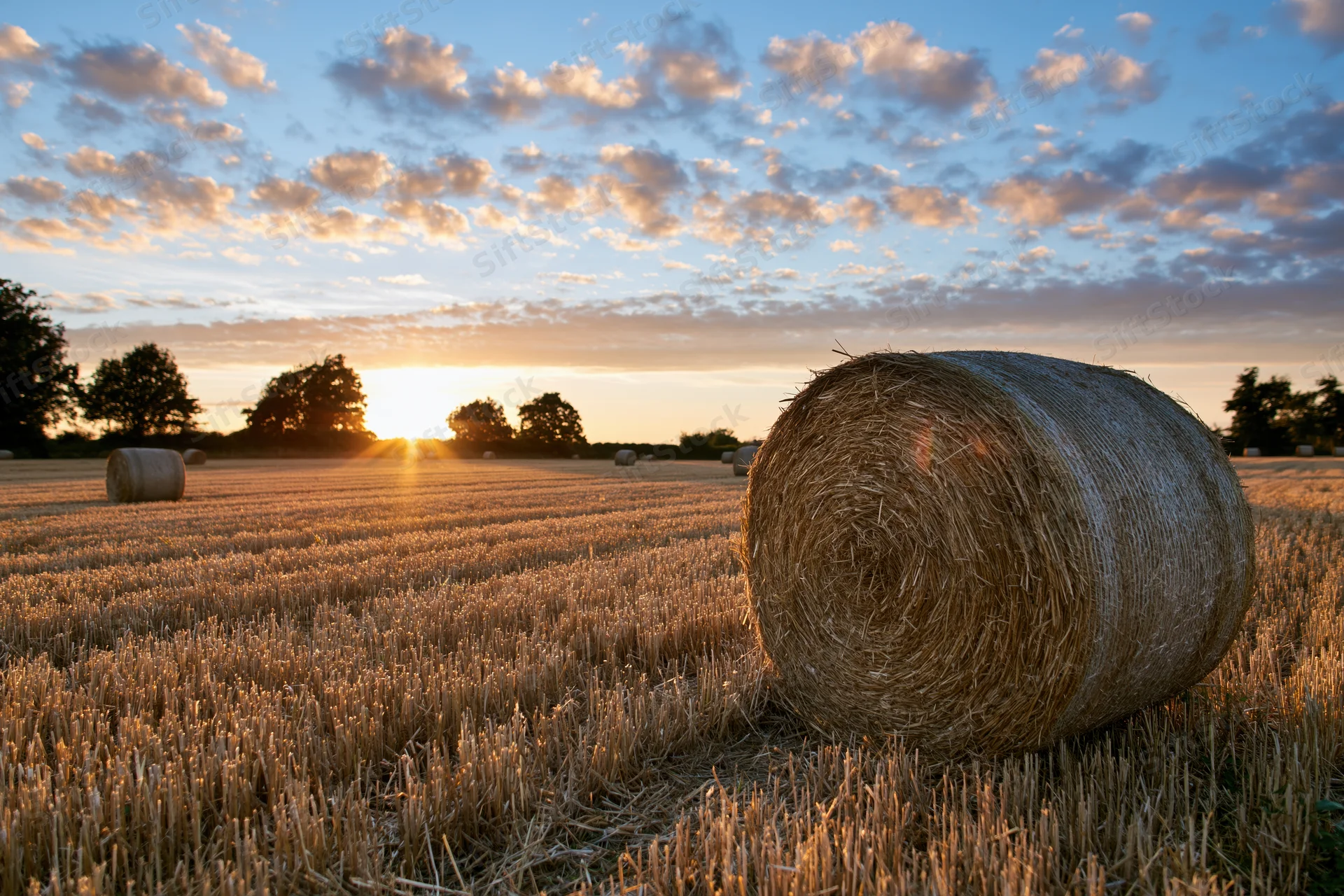 Round hay bales scattered across a freshly harvested wheat field at sunset