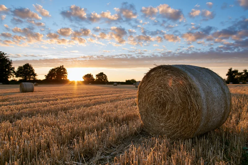 Round hay bales scattered across a freshly harvested wheat field at sunset