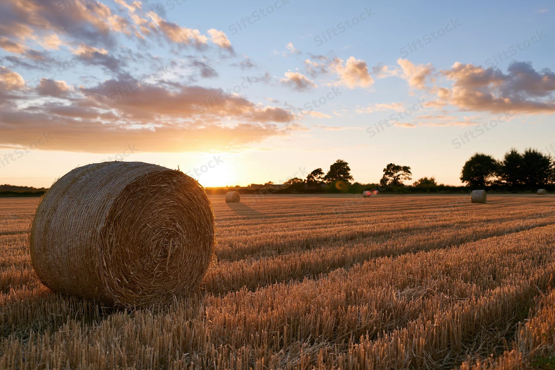 Round hay bales scattered across a freshly harvested wheat field at sunset