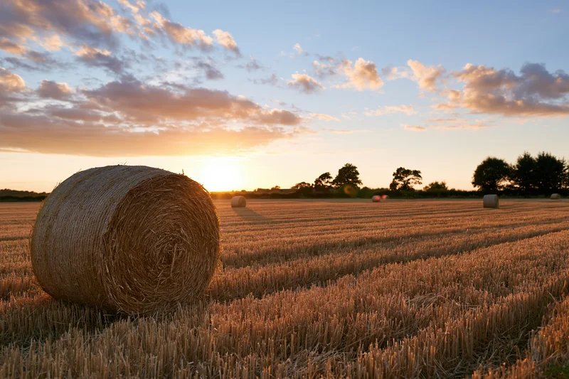 Round hay bales scattered across a freshly harvested wheat field at sunset
