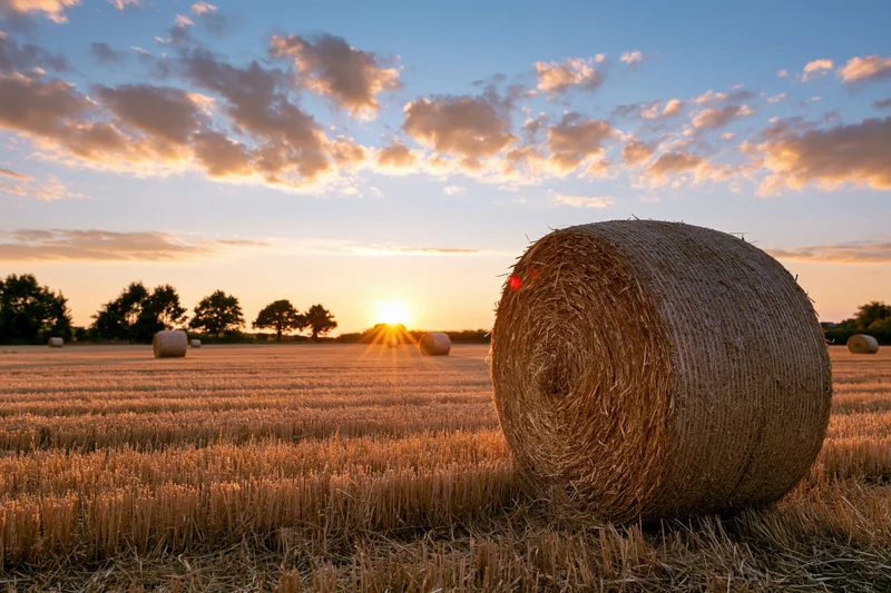 Round hay bales scattered across a harvested wheat field at sunset