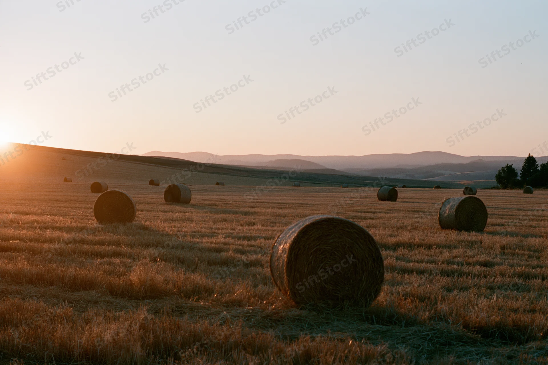 Round hay bales scattered across a harvested field at golden hour during sunset