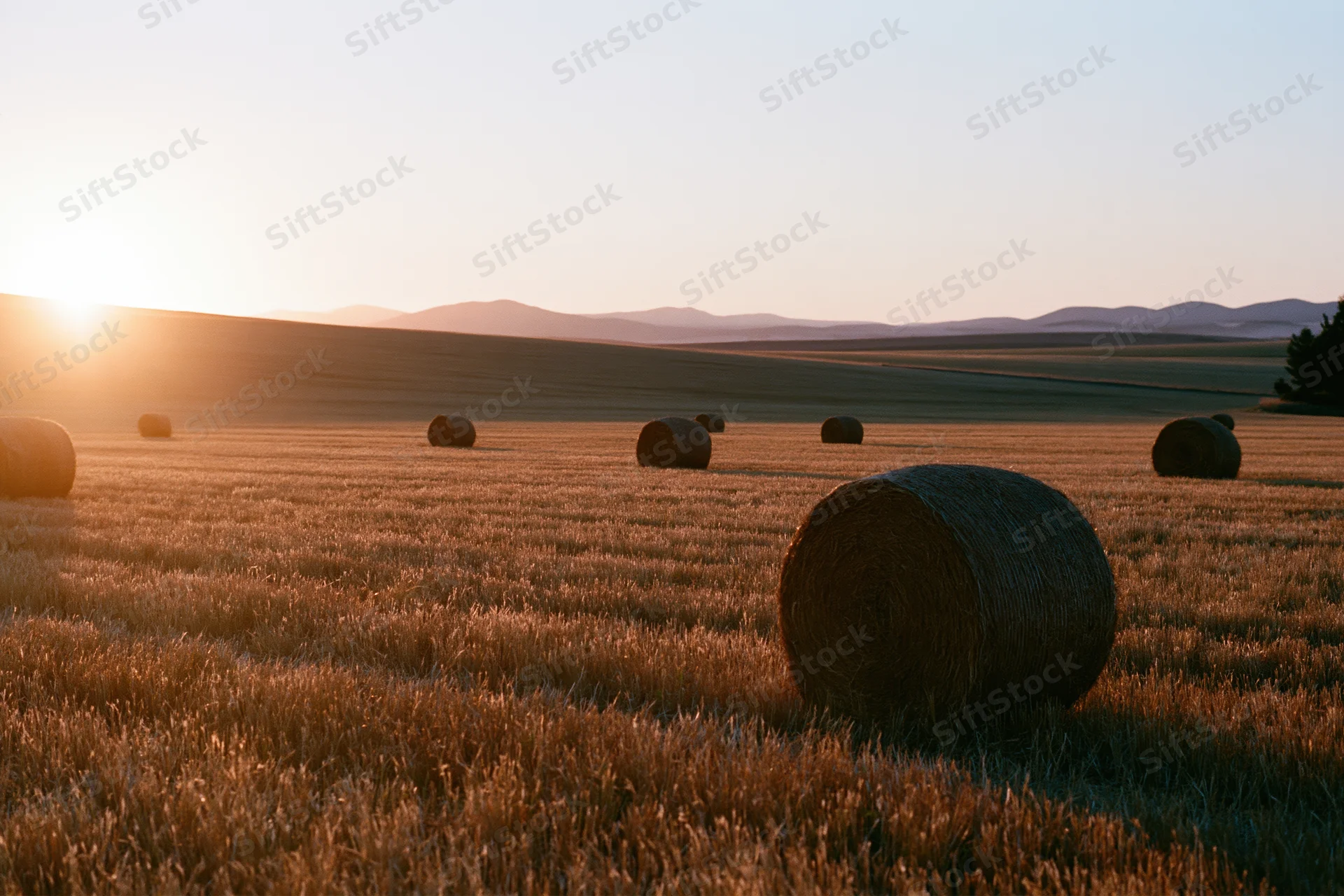 Round hay bales scattered across a harvested field at golden hour during sunset