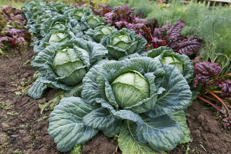 Row of mature cabbage heads growing in a kitchen garden