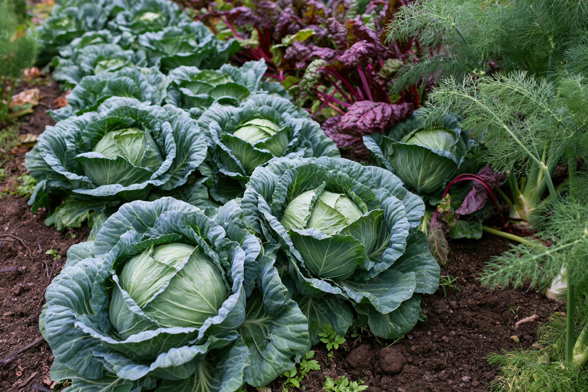 Mature cabbage heads growing in a row in a kitchen garden