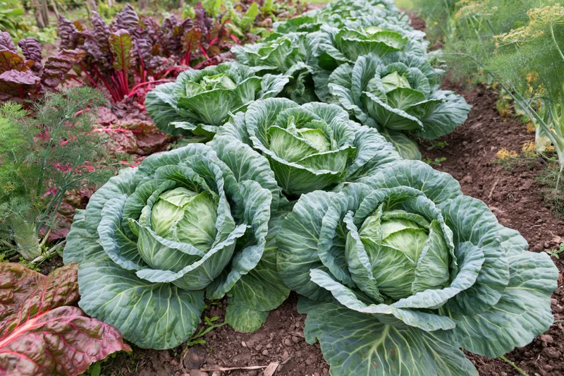 Row of mature cabbage heads growing in a kitchen garden