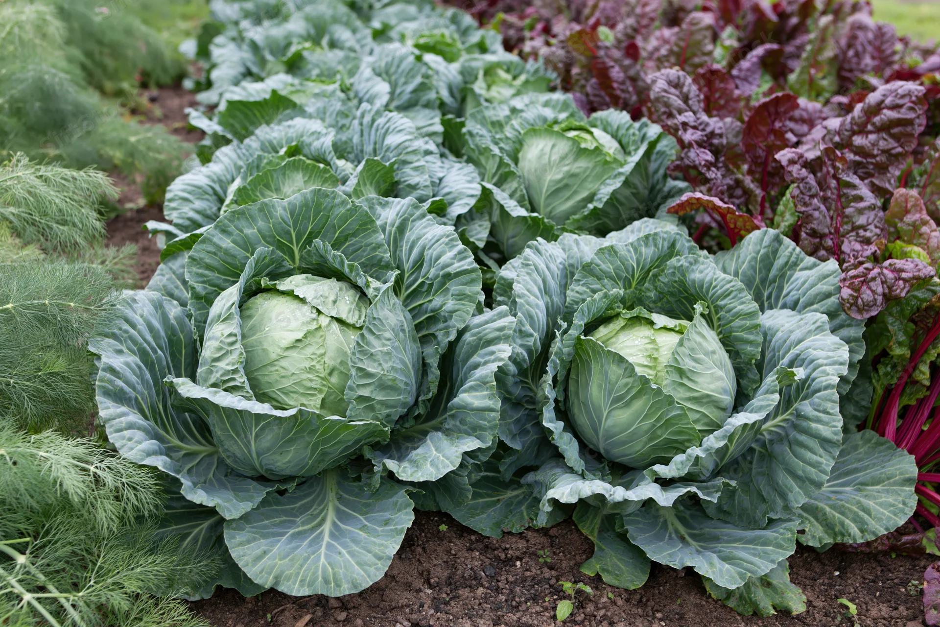 Mature cabbage heads growing in a row in a kitchen garden