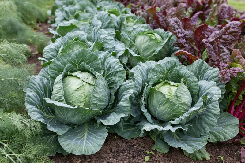 Mature cabbage heads growing in a row in a kitchen garden