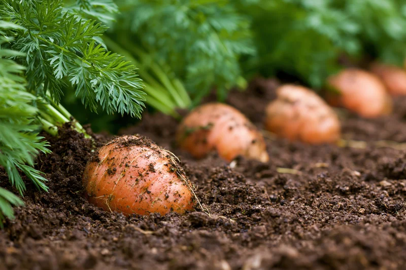 Row of orange carrots partially emerged from dark garden soil