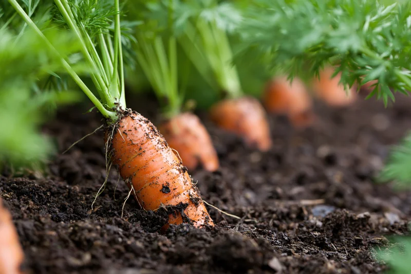 Row of orange carrots partially emerged from dark garden soil