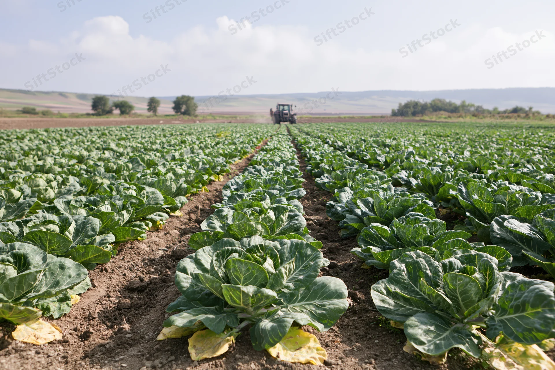 Rows of brussels sprout plants growing in a large agricultural field with a tractor in the distance