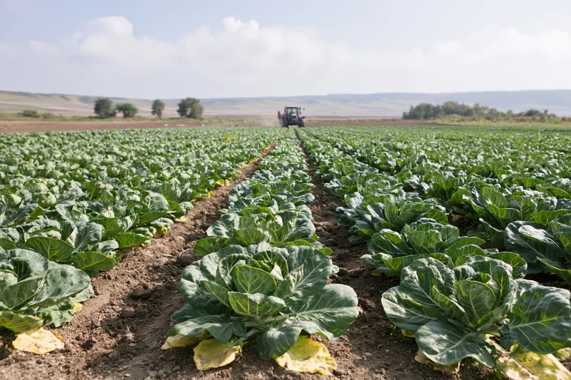 Rows of brussels sprout plants growing in a large agricultural field with a tractor in the distance