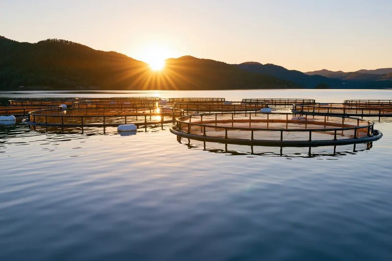 Circular aquaculture fish farm cages floating on calm water at sunset near forested mountains