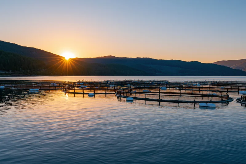 Circular aquaculture fish farm cages floating on calm water at sunset near forested mountains