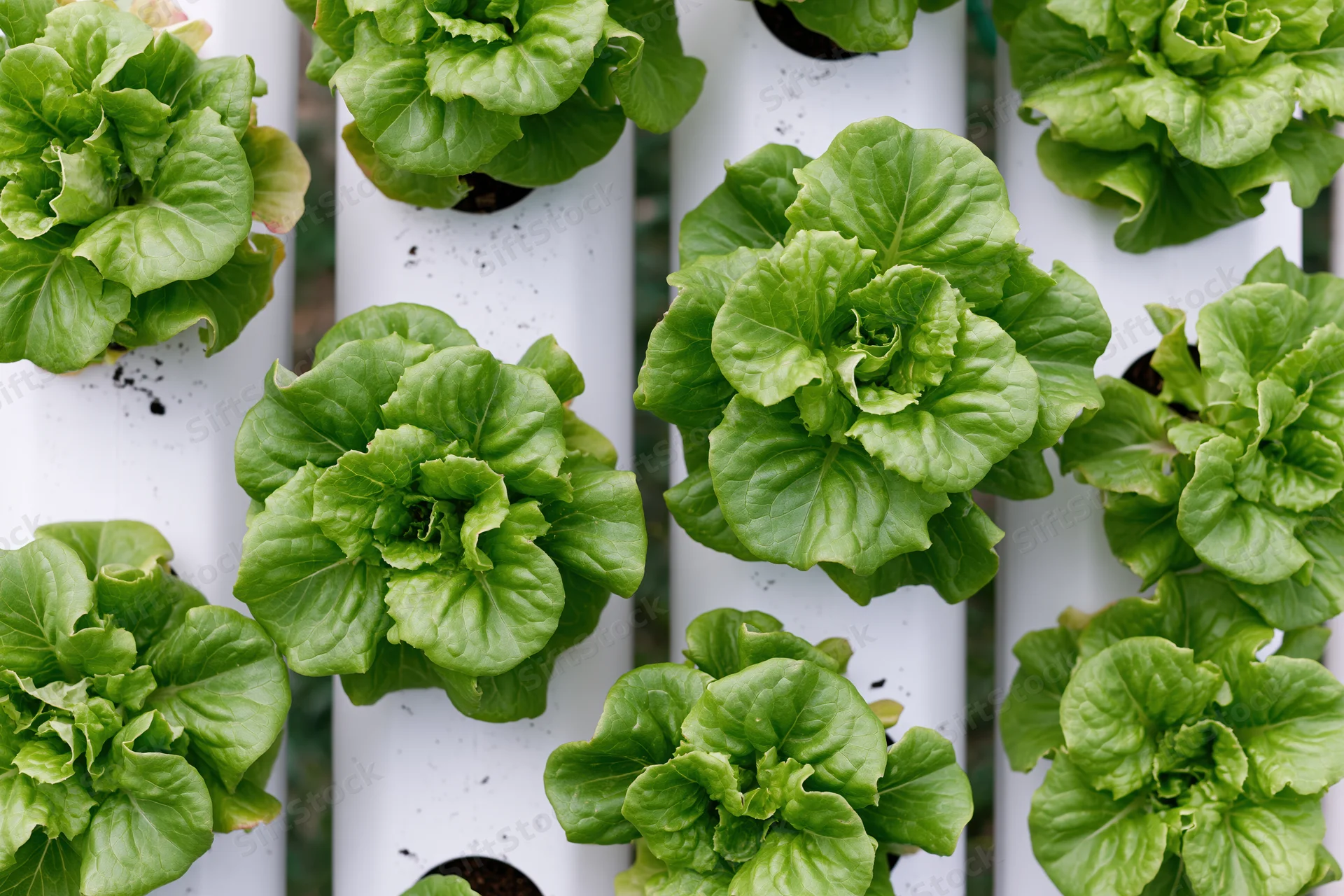 Butterhead lettuce growing in vertical rows inside white pvc pipes for hydroponic farming