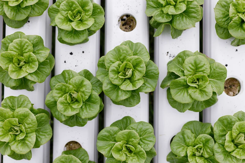 Butterhead lettuce growing in rows within a white PVC hydroponic system