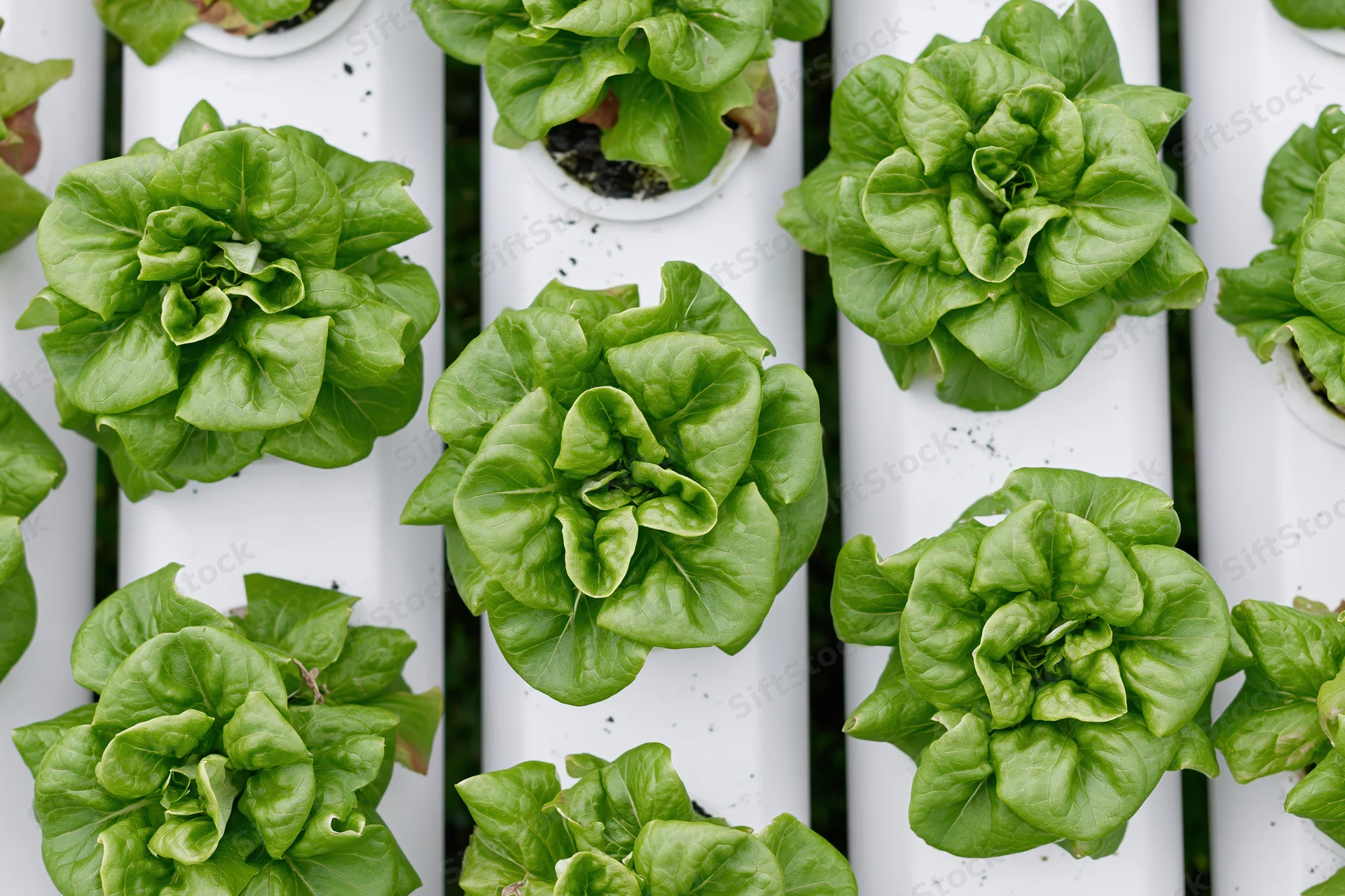 Rows of butterhead lettuce growing in white pvc pipes arranged vertically in a hydroponic system