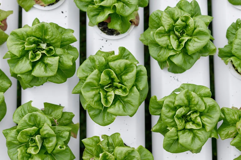 Rows of butterhead lettuce growing in white pvc pipes arranged vertically in a hydroponic system