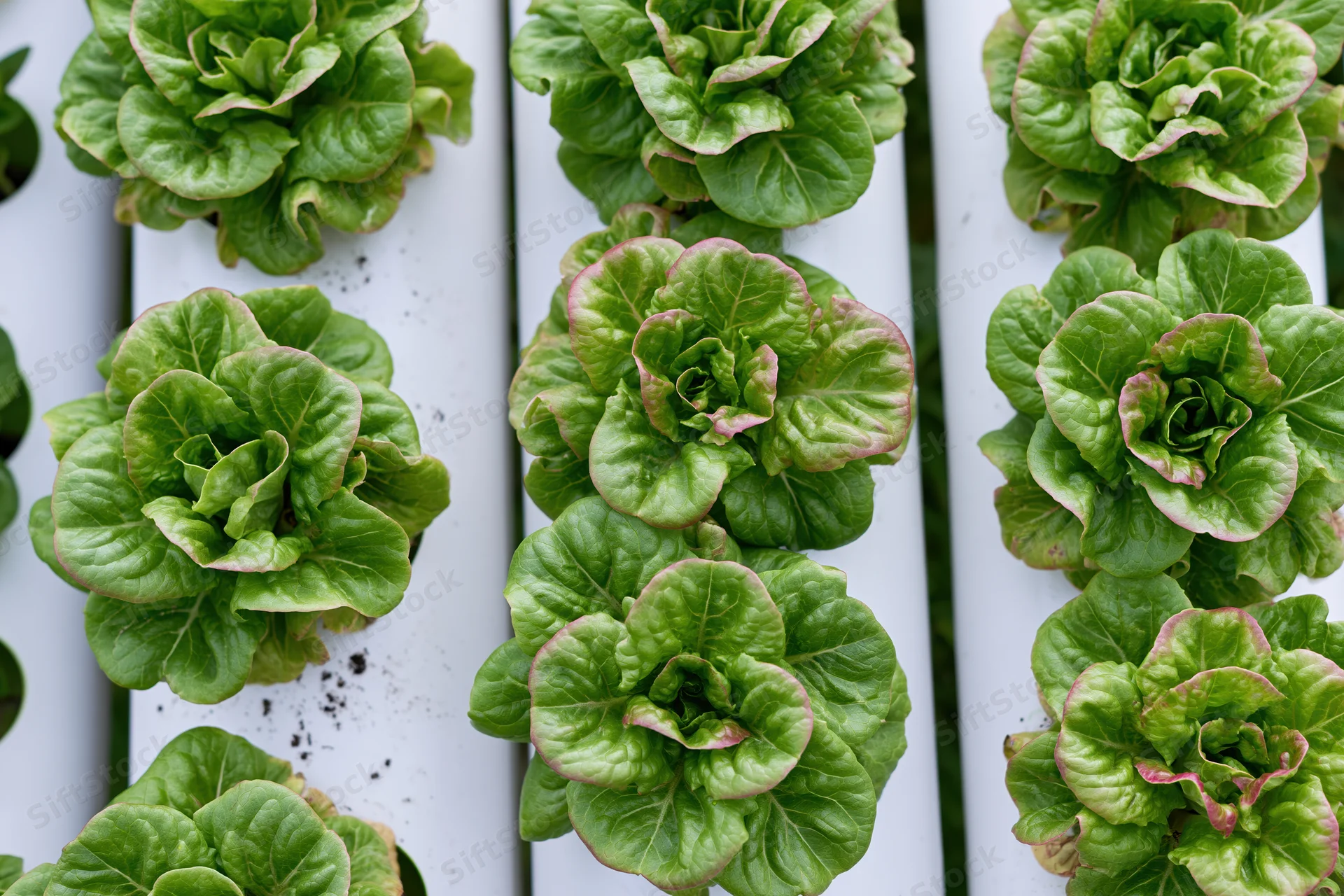 Butterhead lettuce growing in rows inside white pvc hydroponic pipes