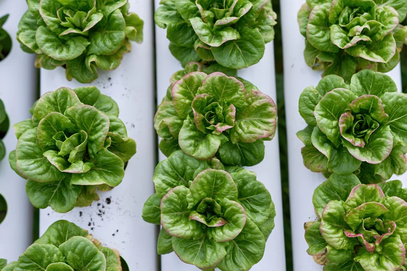 Butterhead lettuce growing in rows inside white pvc hydroponic pipes