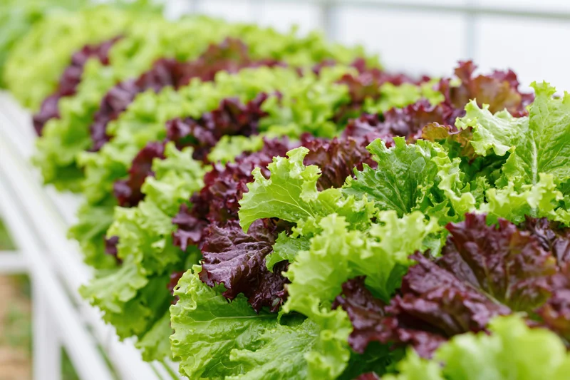 Rows of green and red leaf lettuce growing in a hydroponic greenhouse system