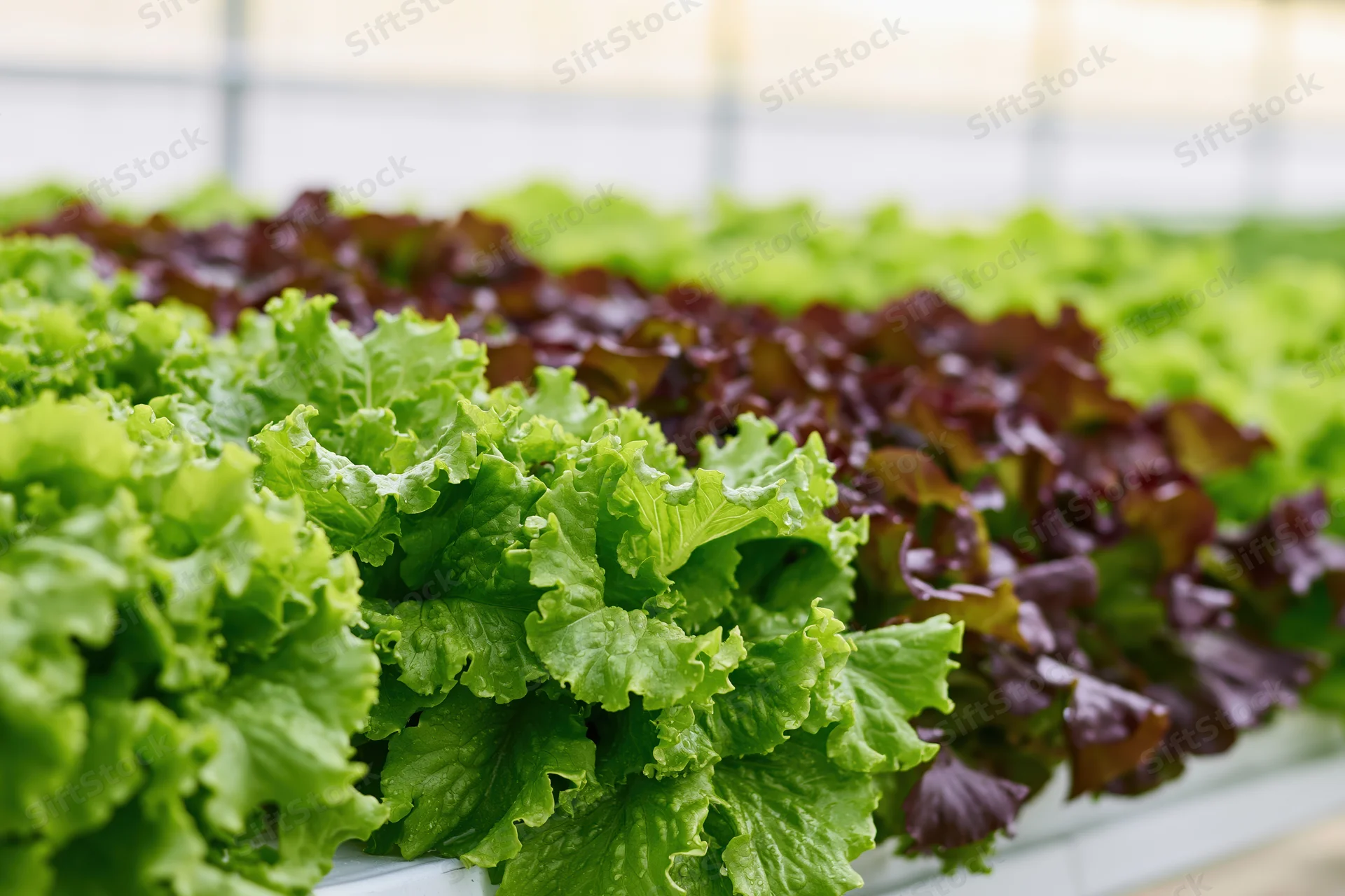 Rows of green and red leaf lettuce growing in a hydroponic greenhouse system