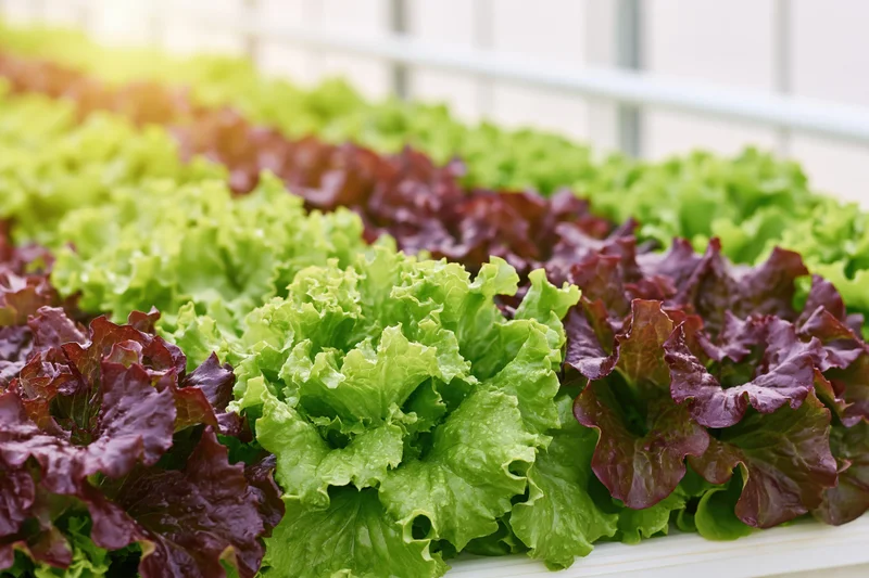 Rows of green and red leaf lettuce growing in a hydroponic system indoors