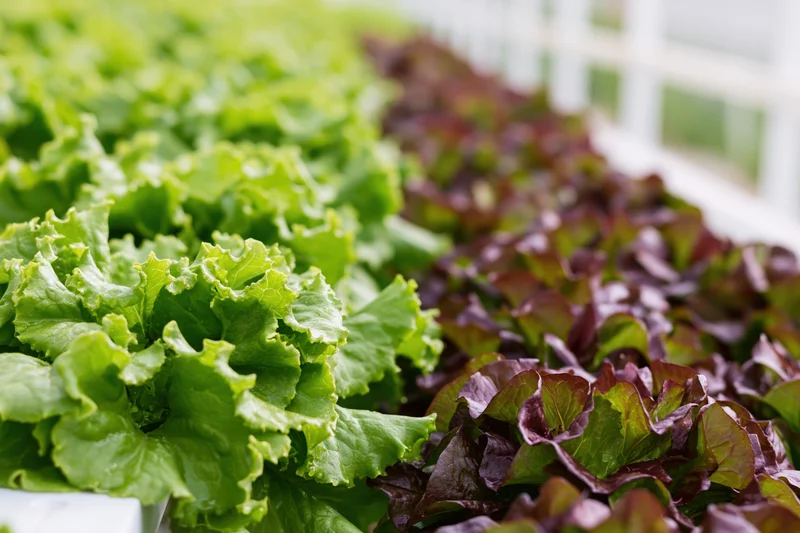 Rows of green and red leaf lettuce growing in a hydroponic greenhouse