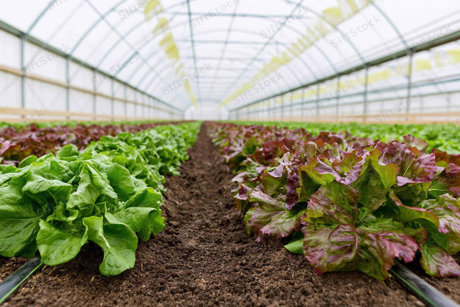 Rows of green and red leaf lettuce growing in dark soil beds inside a greenhouse with drip irrigation