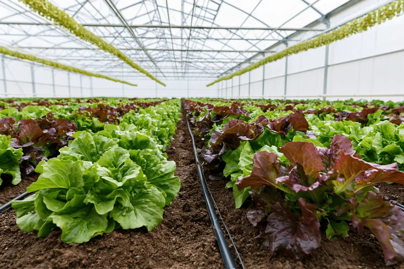 Rows of green and red leaf lettuce growing in dark soil beds inside a greenhouse with irrigation pipes and transparent roof structure