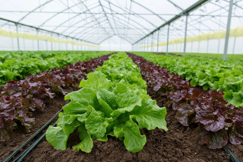 Rows of green and red leaf lettuce growing in dark soil beds inside a greenhouse