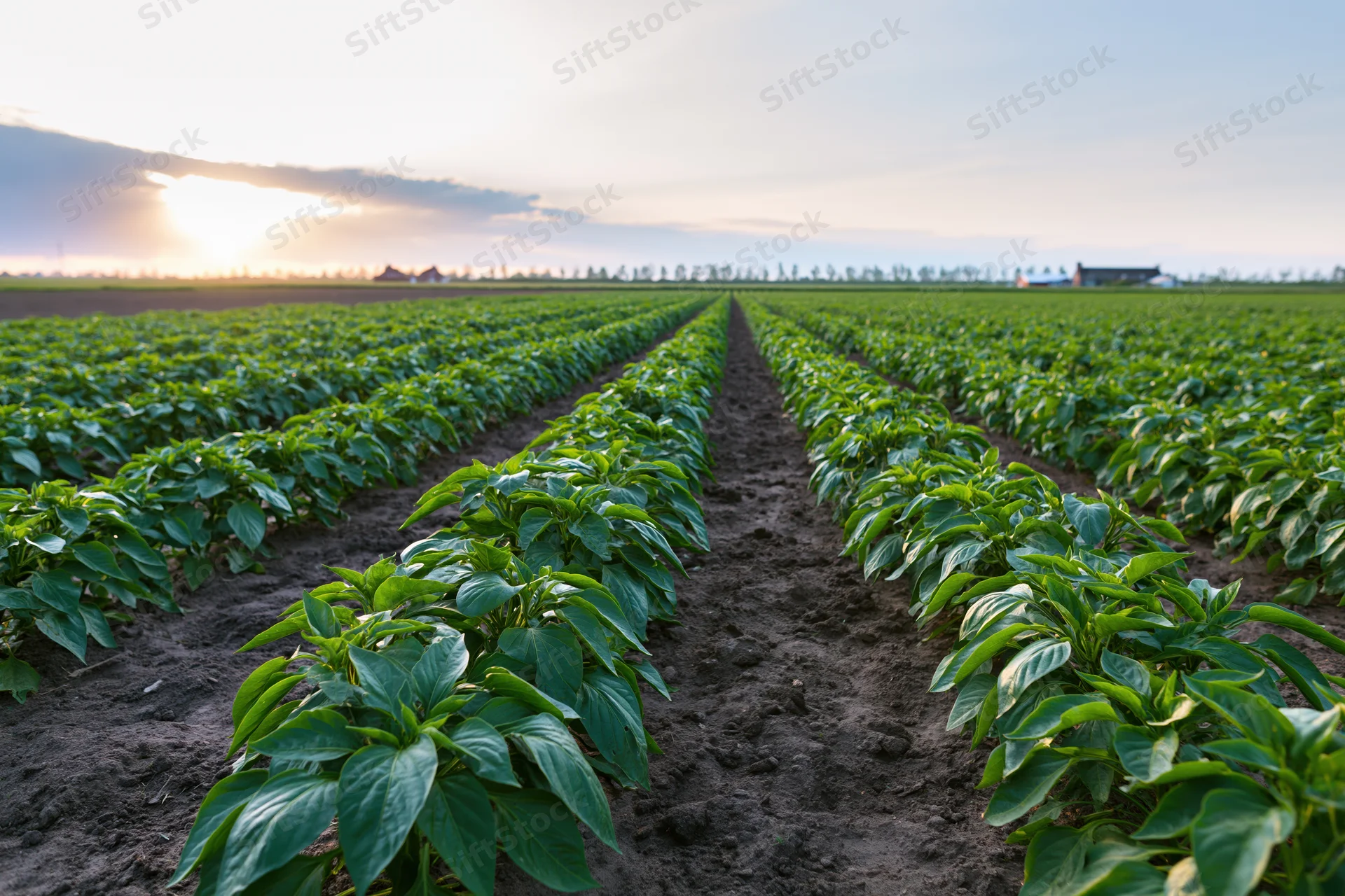 Rows of green pepper plants growing in neat lines across a flat agricultural field at sunset