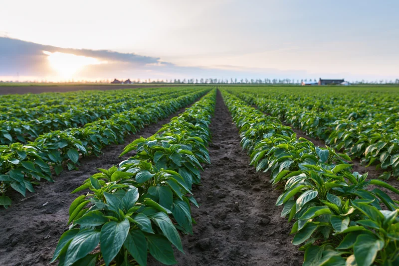 Rows of green pepper plants growing in neat lines across a flat agricultural field at sunset