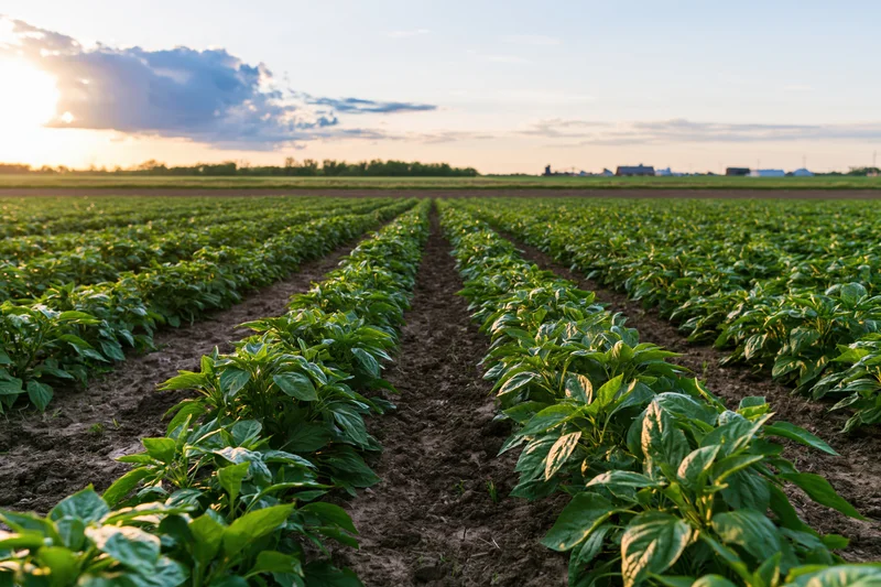 Rows of green pepper plants growing in neat lines across a flat agricultural field at sunset
