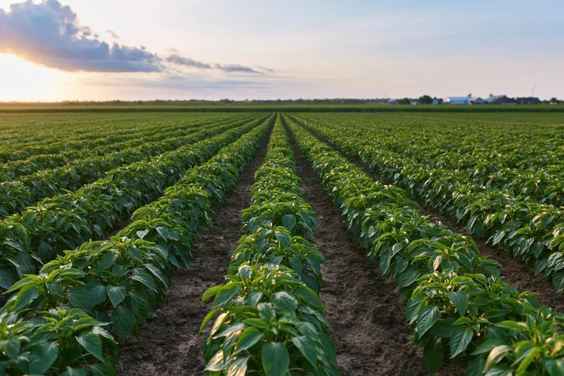 Rows of green pepper plants growing in neat lines across a flat agricultural field at sunset