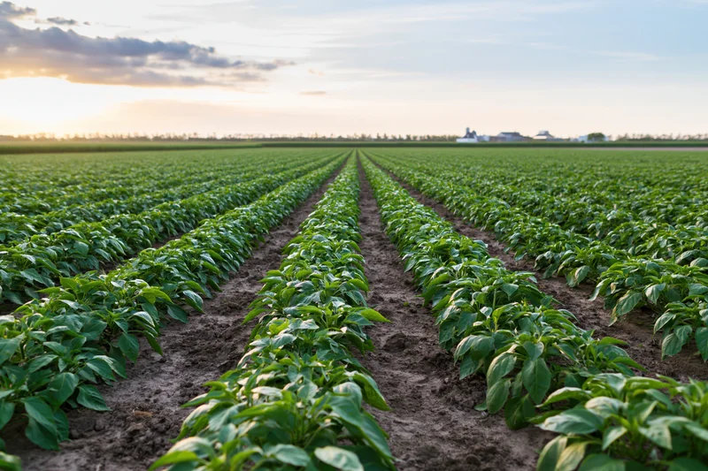Rows of green pepper plants growing in neat lines across a flat agricultural field at sunset