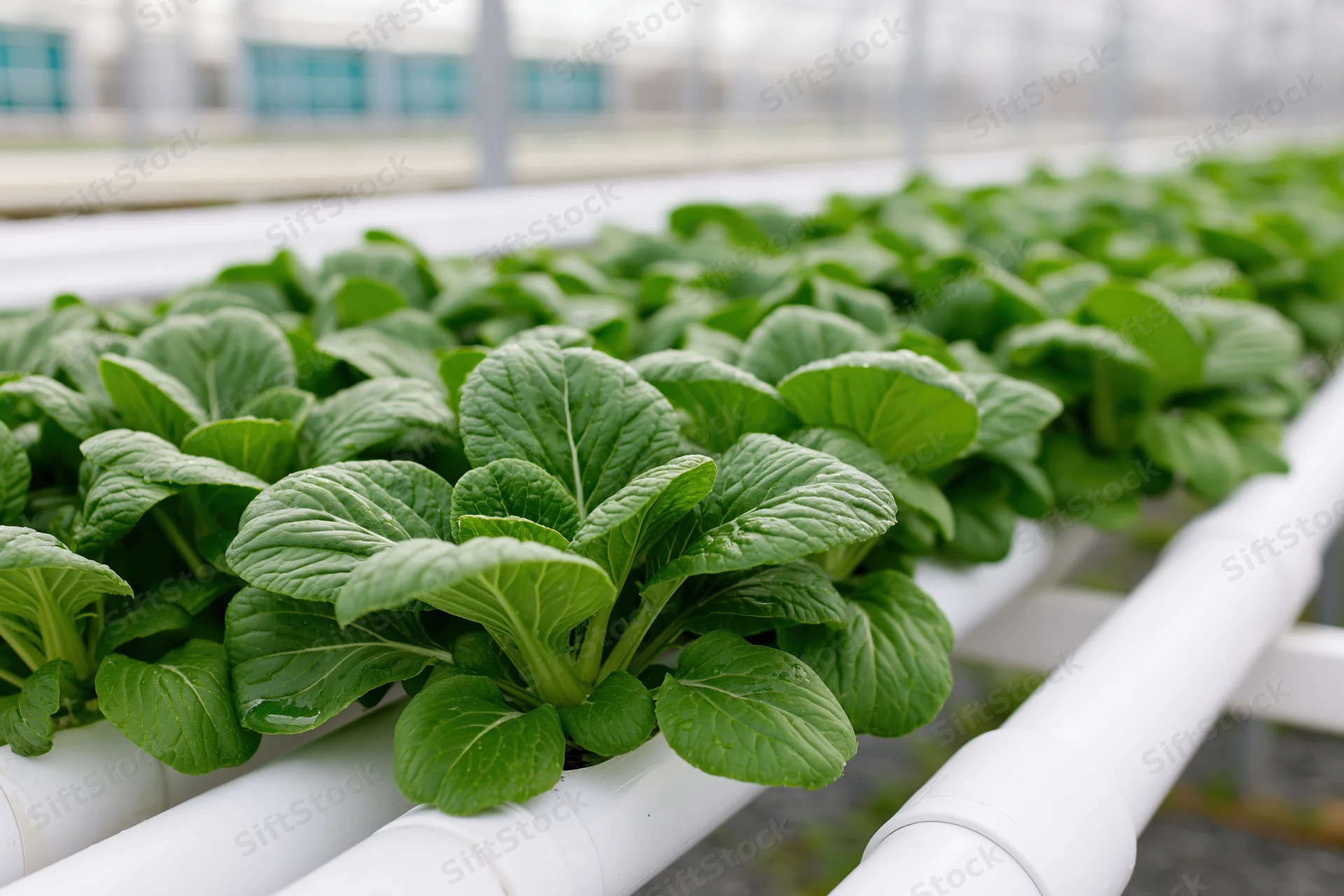 Rows of bok choy growing in white pvc hydroponic pipes inside a greenhouse