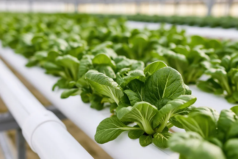Rows of bok choy growing in white pvc hydroponic pipes inside a greenhouse