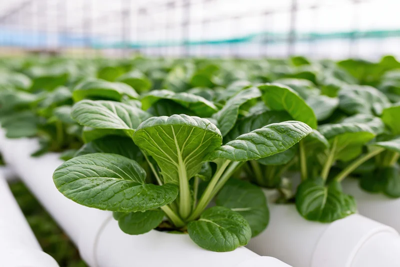 Rows of young bok choy plants growing in white pvc hydroponic pipes inside a greenhouse