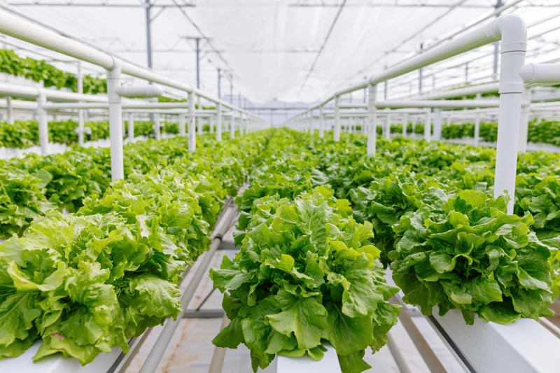 Rows of leafy green lettuce growing in tiered hydroponic racks inside a greenhouse