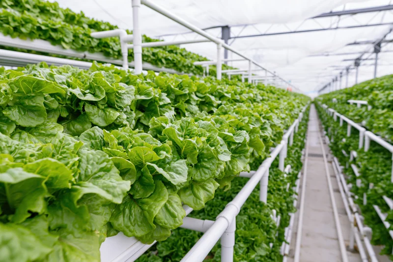 Rows of leafy green lettuce growing in tiered hydroponic racks inside a greenhouse