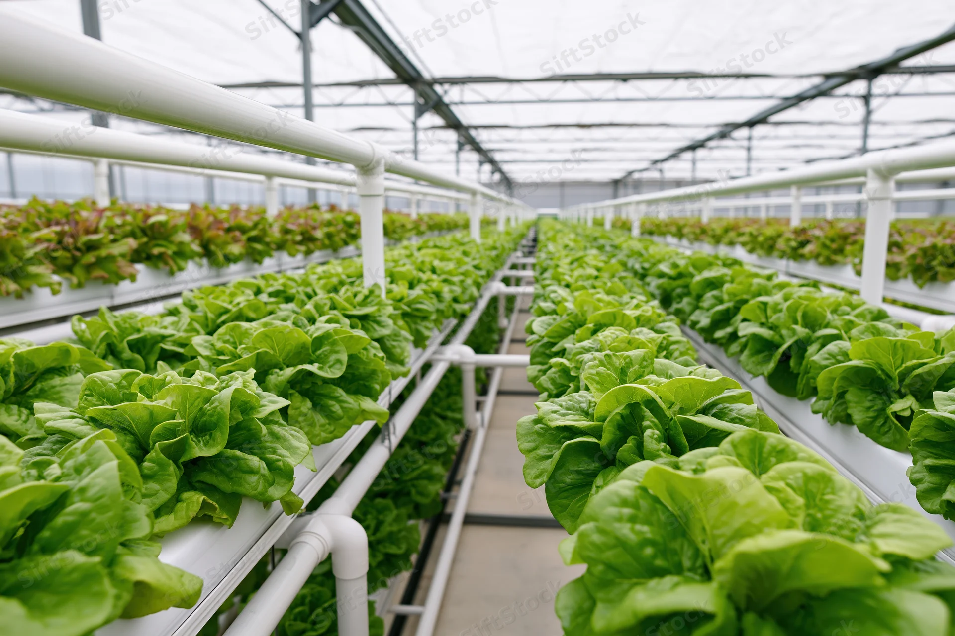 Rows of leafy green lettuce growing in tiered hydroponic racks inside a greenhouse